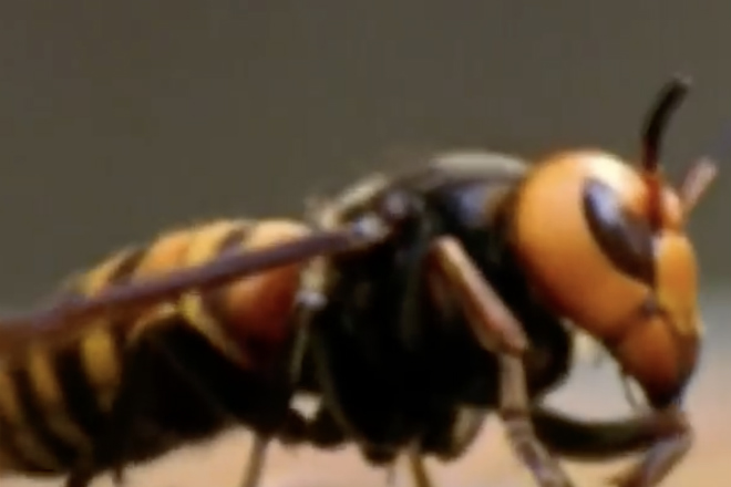 Побоище насекомых: шершень против богомола, тарантула и скорпиона