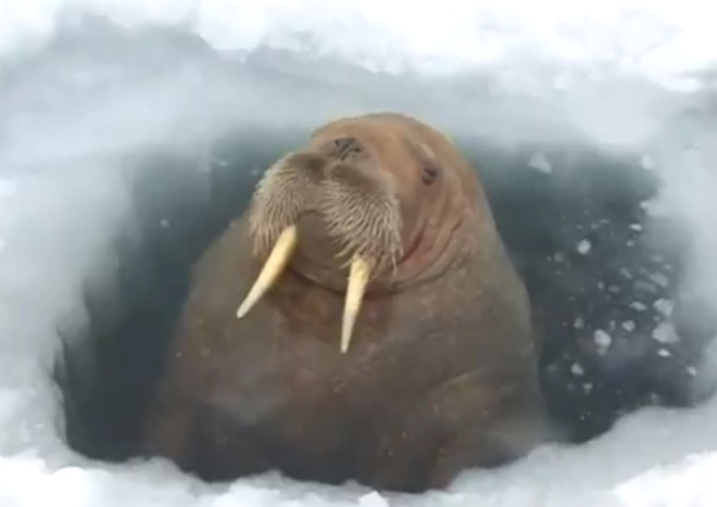 Огромный морж неожиданно выскочил из лунки прямо на рыбаков и попал на видео