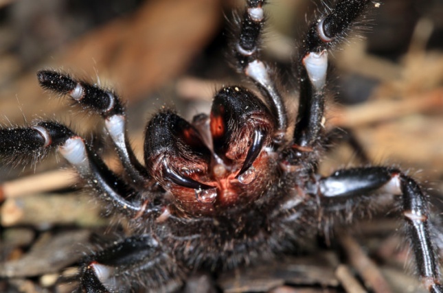 Создание из кошмаров. Самый большой паук Австралии