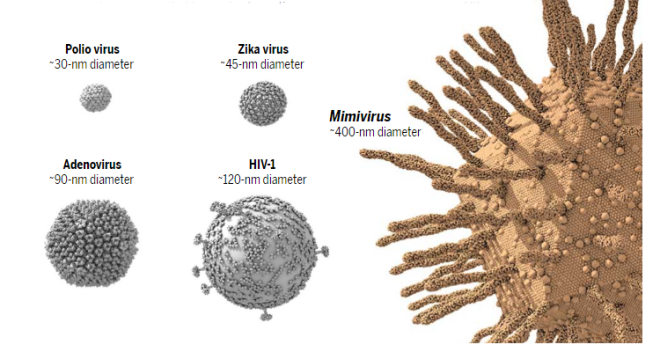 Вирусы-гиганты: ученых испугали микробы, которые больше своих предков в сотни раз