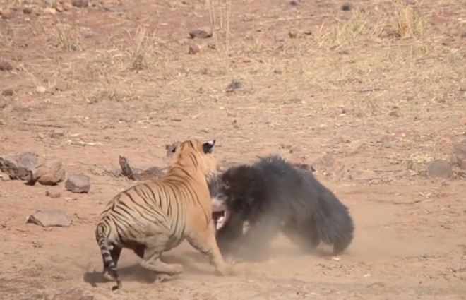 Эпичная драка тигра с медведем попала на видео