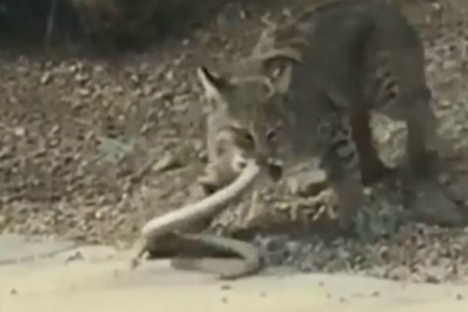 Жестокая схватка рыси с гремучей змеей попала на видео случайного прохожего
