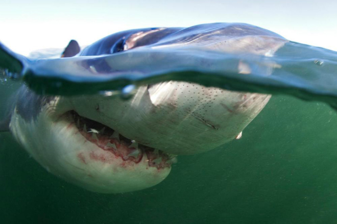 Большая белая акула преследовала полицейских на моторной лодке