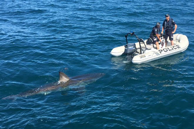 Большая белая акула преследовала полицейских на моторной лодке