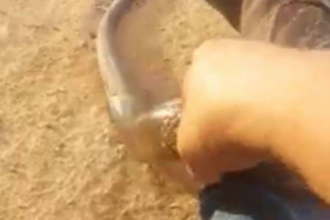 Ядовитая змея заползла рыбаку в штаны: опасное видео