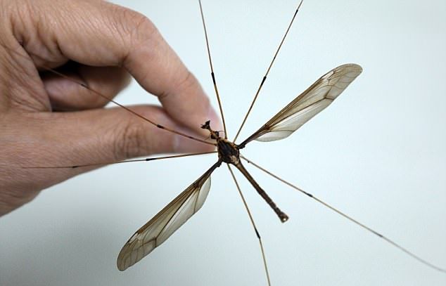 Самый большой в мире комар обнаружен в Китае
