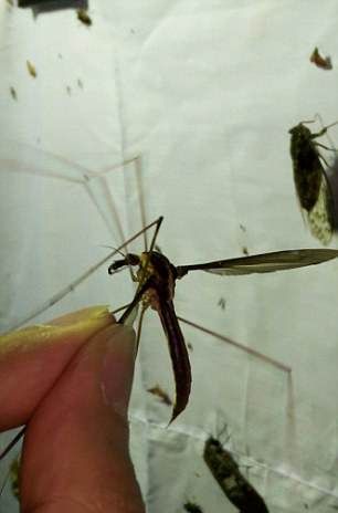 Самый большой в мире комар обнаружен в Китае