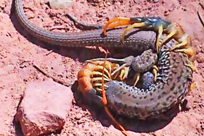 Гигантская сколопендра напала на змею