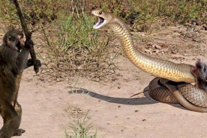 Обезьяна спасает грызуна, попавшегося гигантской змее