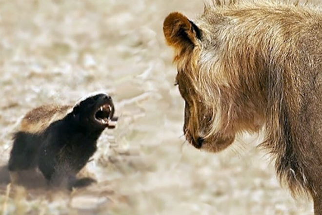 Два совершенно безбашенных зверя, которых боятся львы и тигры