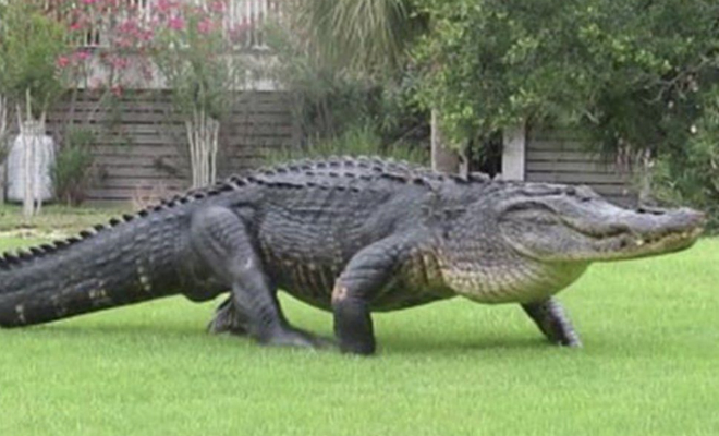 Чудовище из болота: огромный аллигатор вышел прямо к людям