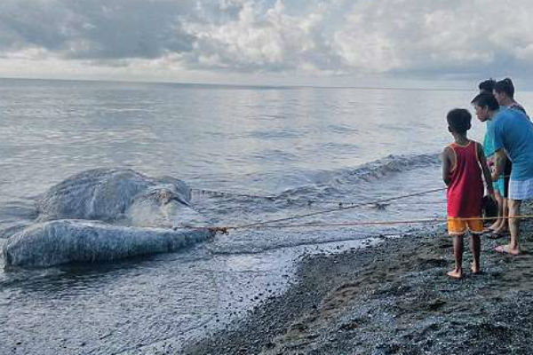 Загадочное морское чудовище привело в ужас филиппинцев