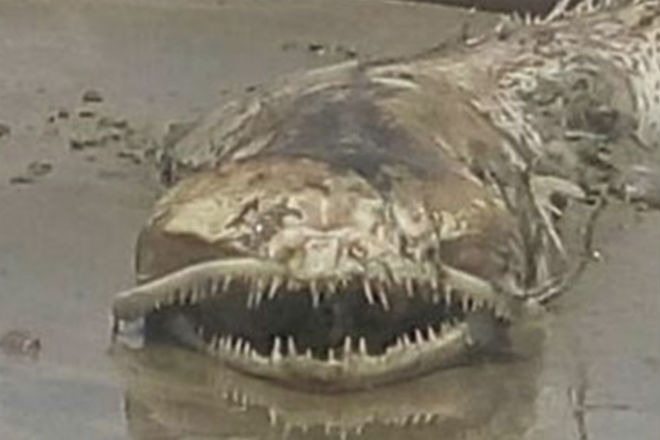 Зубастое чудовище из бездны выбросило на берег