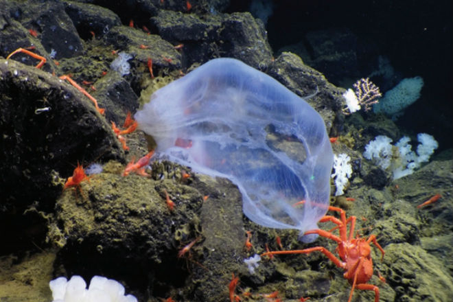 Странная медуза из темных глубин океана впервые попала на видео
