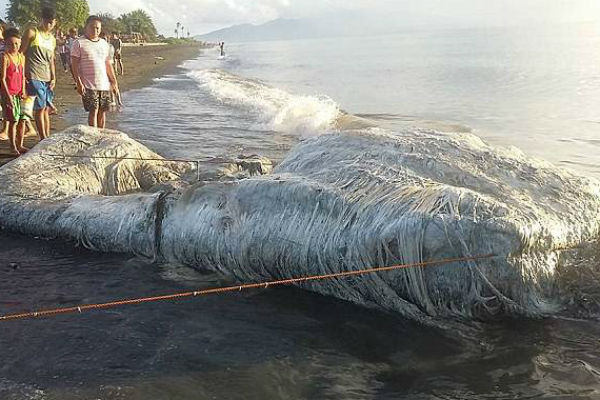 Загадочное морское чудовище привело в ужас филиппинцев
