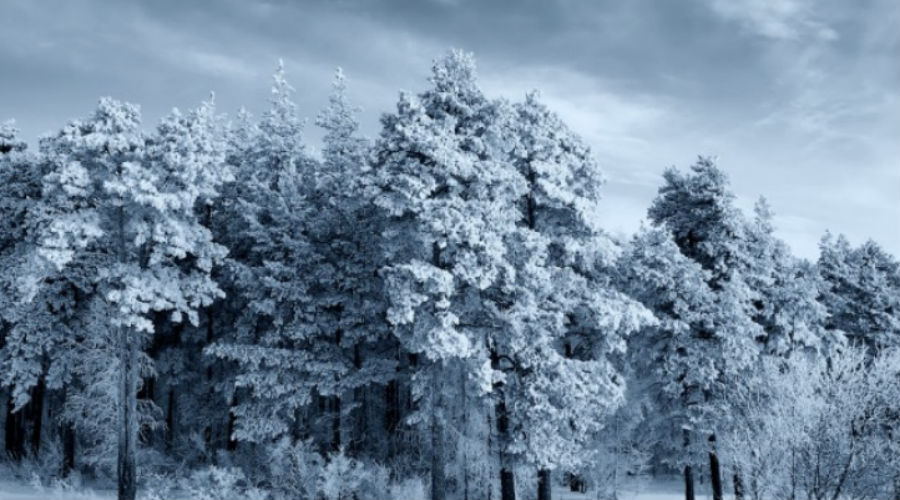 Тысяча восемьсот насмерть замёрзший: к чему привел великий холод XIX века