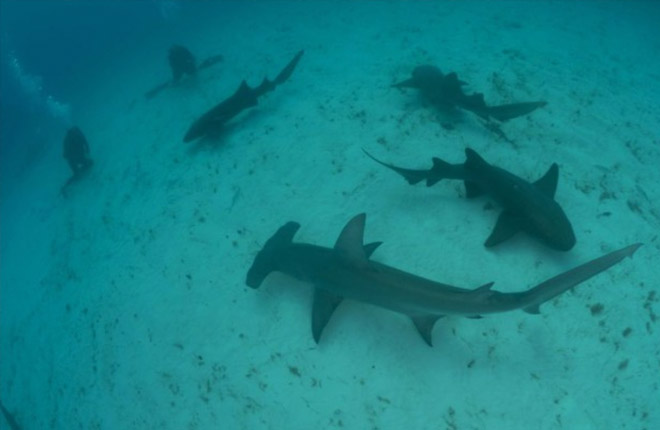 Битва акул и бегемотов попала на видео: война титанов