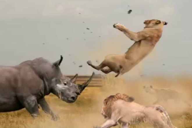 Бешеный носорог против слона, буйвола и даже льва