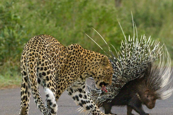 Глупый леопард напал на дикобраза и пожалел об этом на всю жизнь