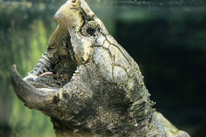 Сила укуса хищной черепахи: челюсти как тиски
