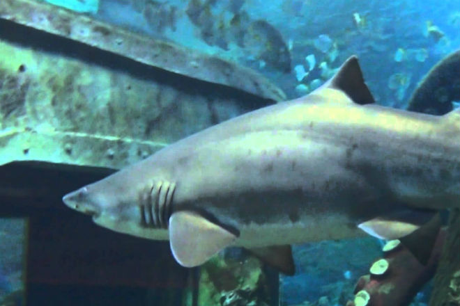 Почему в аквариумах нет большой белой акулы