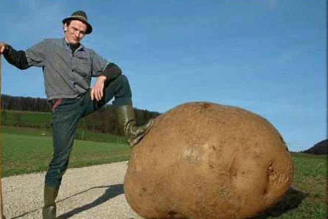 Как выращивают картошку в Германии