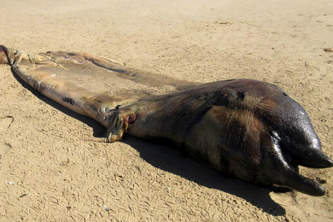 Рыбаки обнаружили странное огромное существо, которое выбросило на берег Намибии