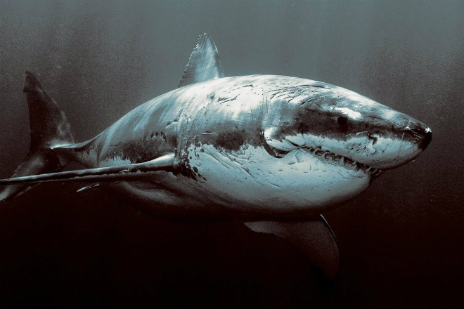 Почему в аквариумах нет большой белой акулы