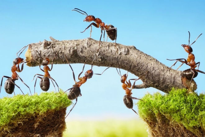 Как муравьи строят муравейник