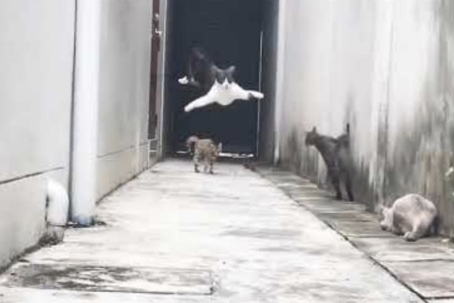 Реакция кошек на землятресение: видео