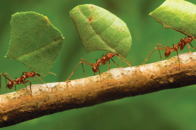 Как муравьи строят муравейник