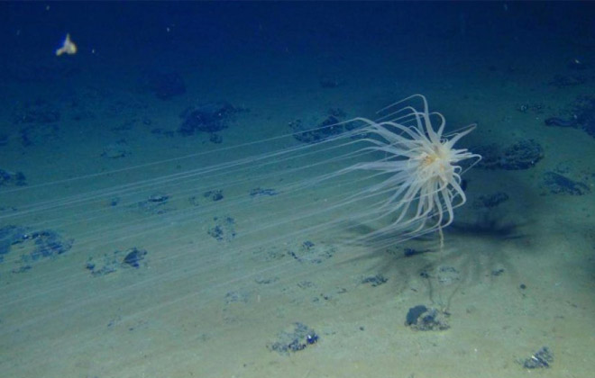 В океане появляются полностью мертвые зоны: ученые бьют тревогу