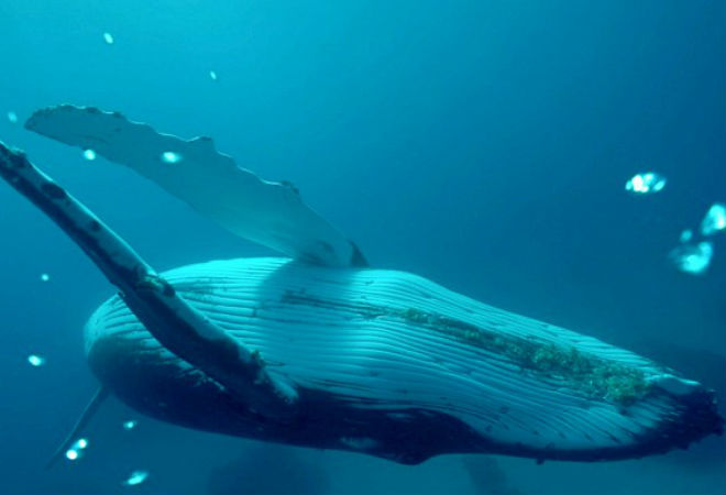 Дайвер нырнул и станцевал с голубым китом