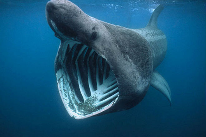 На спутниковых фотографиях разглядели гигантскую акулу