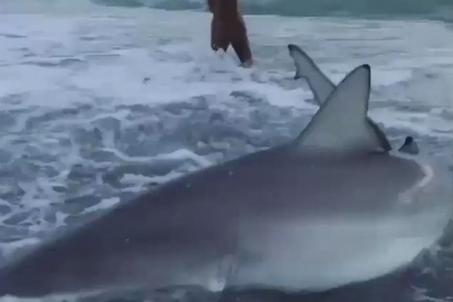 Девушка пришла на помощь акуле, которую выбросило на берег