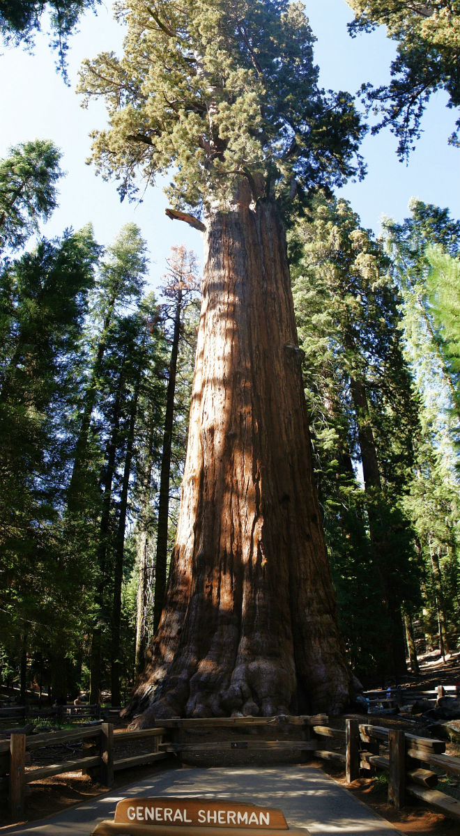 Дерево выросло на 115 метров: в 40 этажей высотой
