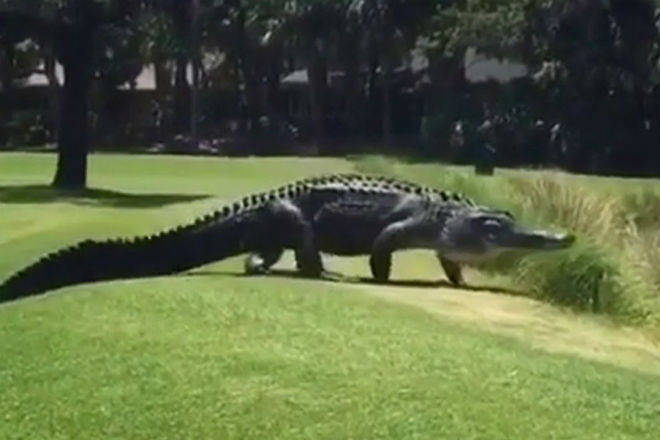 Огромный аллигатор вышел на поле для гольфа