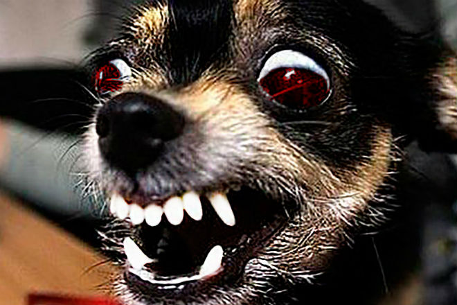 5 самых злых маленьких собак в мире