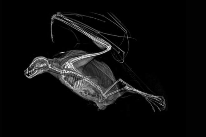 Уникальные рентген снимки животных