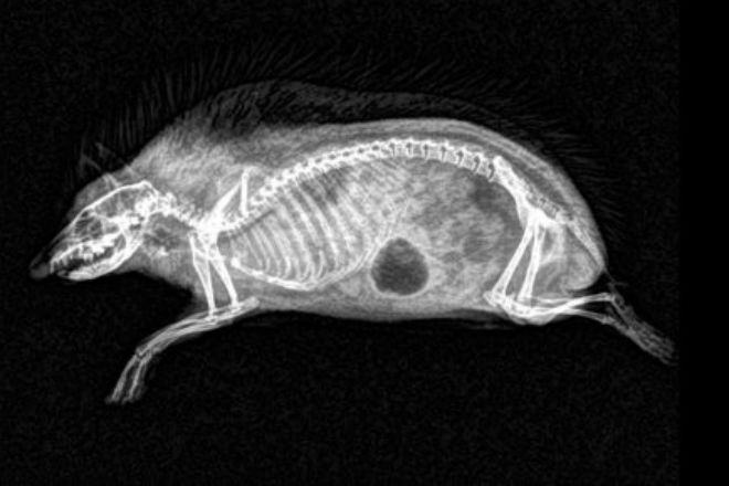 Уникальные рентген снимки животных