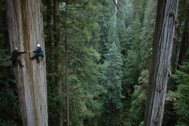 Самое высокое дерево в мире: 116 метров