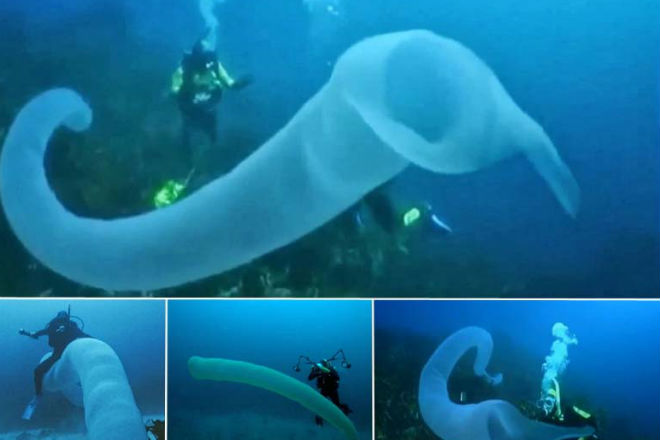 Дайверы Новой Зеландии столкнулись с 10-метровым подводным червем
