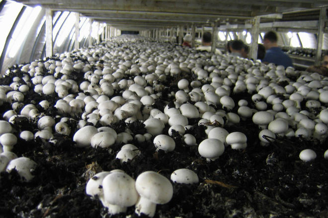 Как вырастить грибы у себя в ванной