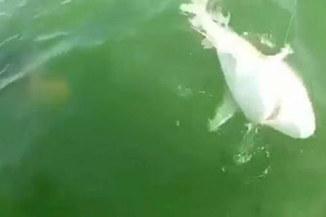 Огромная рыба поднялась с глубины и проглотила акулу на глазах дайверов