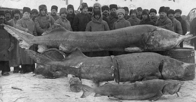 Белуга весила 1490 килограмм: самая большая рыба из реки