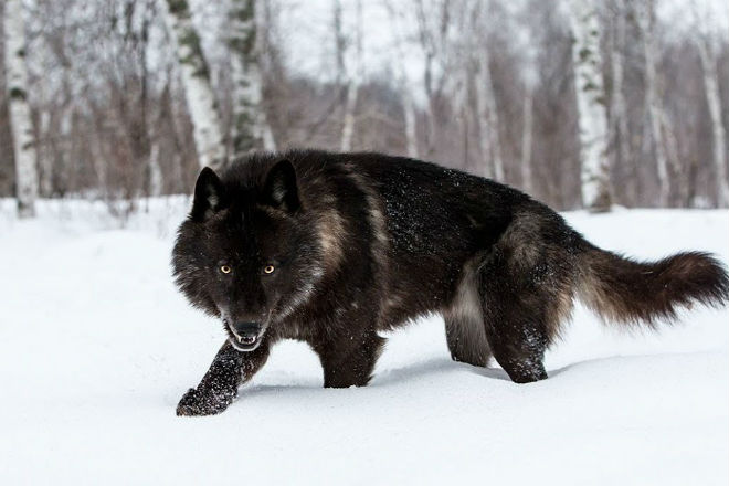 Восхождение Черного волка: как обычные волки становятся вожаками стаи