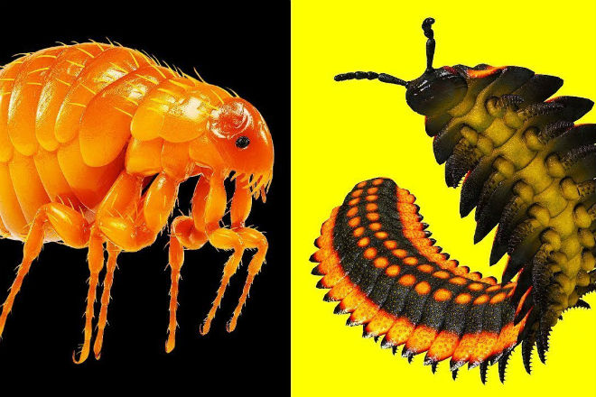 Гигантские насекомые жившие 300 миллионов лет назад