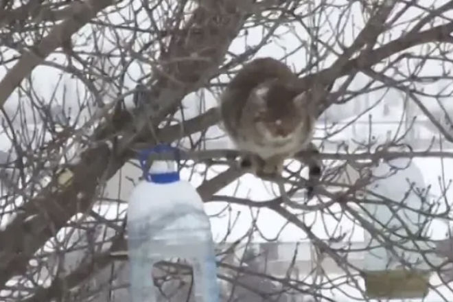 Воронежский кот-экстремал ворует сало из кормушек на деревьях