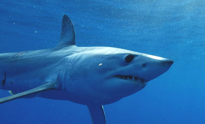 Почему акула быстро плавает