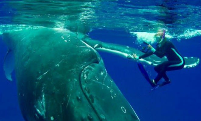 Огромный кит бросился к дайверу и спас ему жизнь